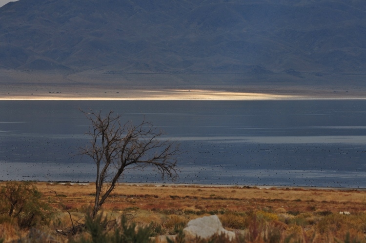 lake scene